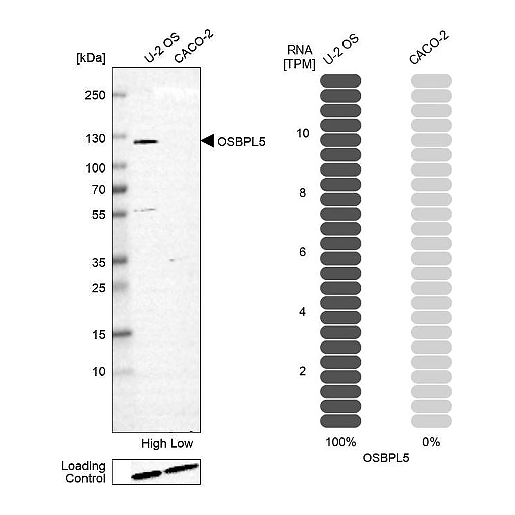 Atlas Antibodies Anti-OSBPL5 Antibody