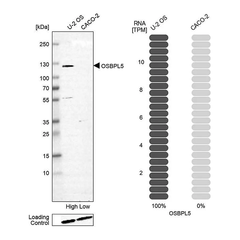 Atlas Antibodies Anti-OSBPL5 Antibody