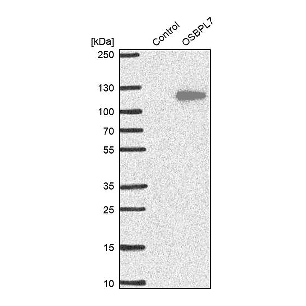 Atlas Antibodies Anti-OSBPL7 Antibody