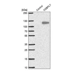 Atlas Antibodies Anti-OSBPL7 Antibody