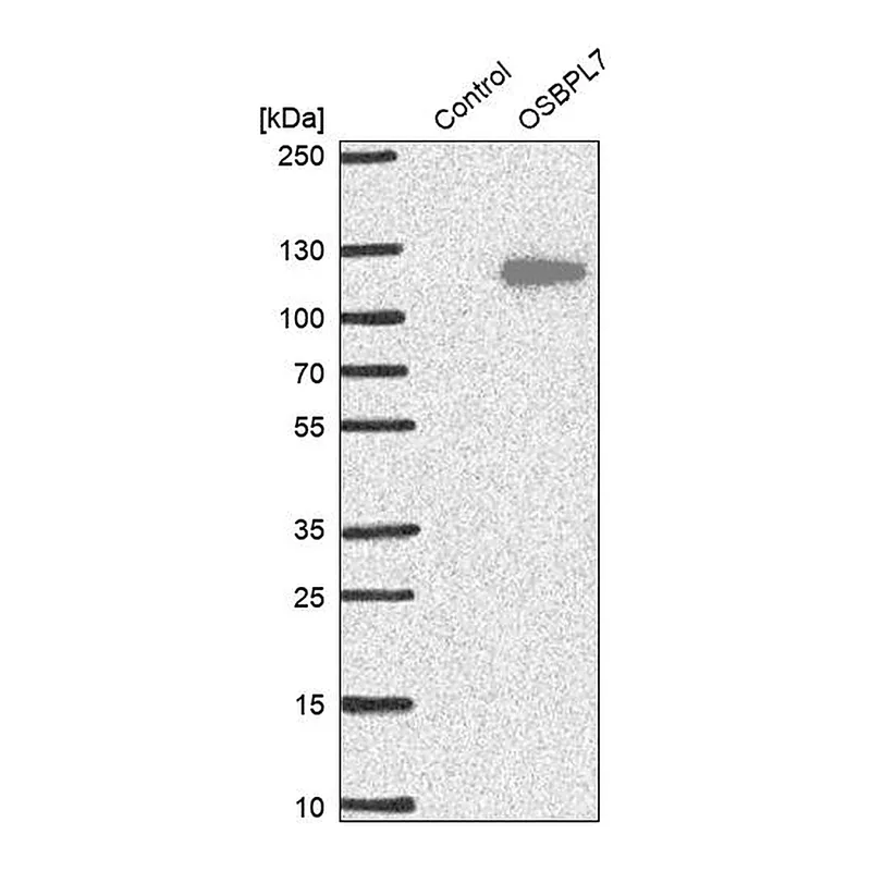 Atlas Antibodies Anti-OSBPL7 Antibody
