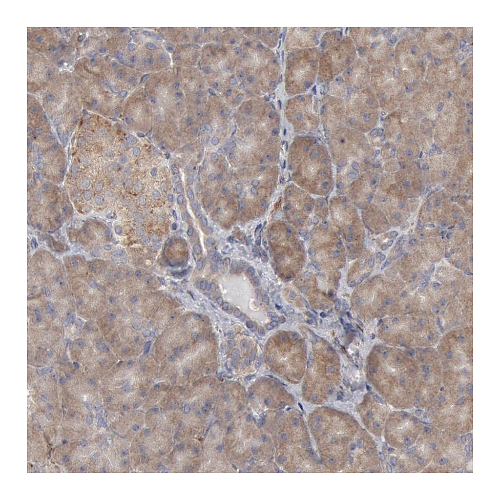 Atlas Antibodies Anti-OSBPL8 Antibody