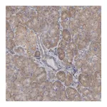 Atlas Antibodies Anti-OSBPL8 Antibody
