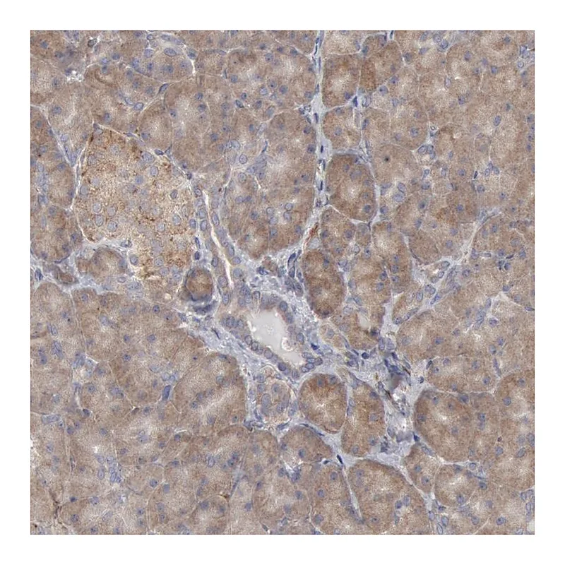 Atlas Antibodies Anti-OSBPL8 Antibody
