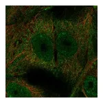 Atlas Antibodies Anti-OSCAR Antibody