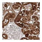 Atlas Antibodies Anti-OSGEPL1 Antibody