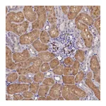 Atlas Antibodies Anti-OSGEP Antibody
