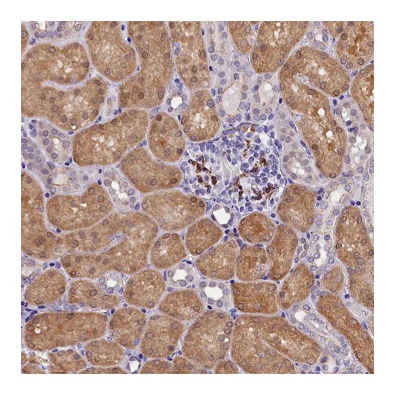 Atlas Antibodies Anti-OSGEP Antibody