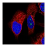 Atlas Antibodies Anti-OSGIN2 Antibody