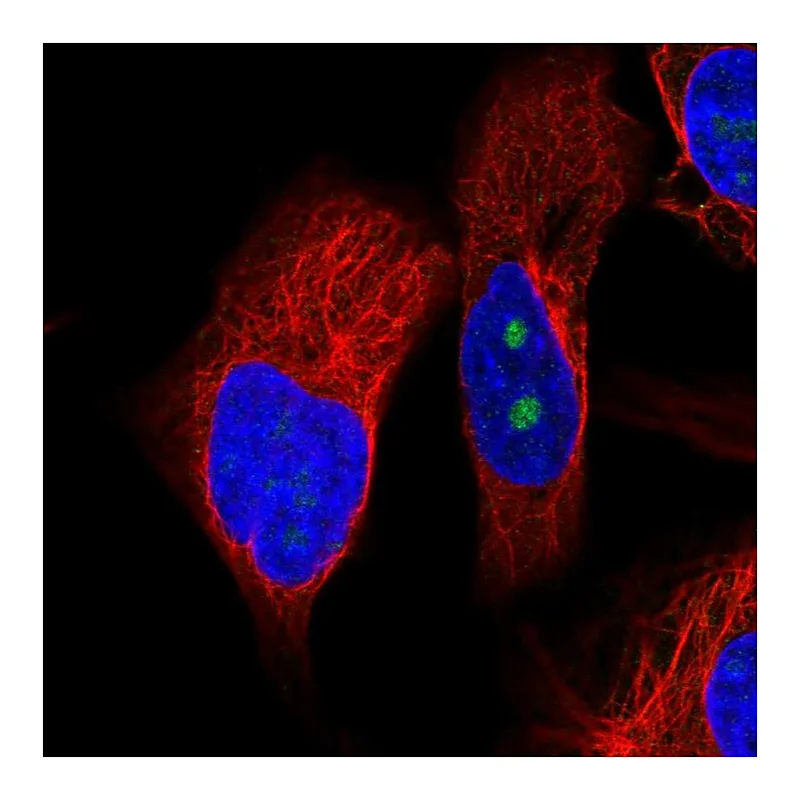 Atlas Antibodies Anti-OSGIN2 Antibody