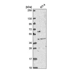Atlas Antibodies Anti-OSR2 Antibody