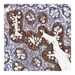 Atlas Antibodies Anti-OTOL1 Antibody