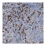 Atlas Antibodies Anti-OTOA Antibody