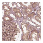 Atlas Antibodies Anti-OTOGL Antibody
