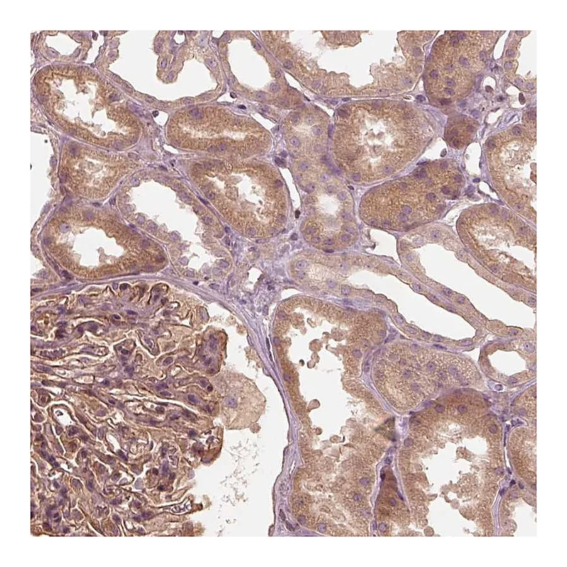 Atlas Antibodies Anti-OTOGL Antibody