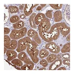 Atlas Antibodies Anti-OTOP2 Antibody