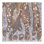 Atlas Antibodies Anti-OTOR Antibody