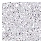 Atlas Antibodies Anti-OTP Antibody