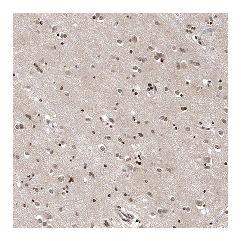 Atlas Antibodies Anti-OTUB1 Antibody