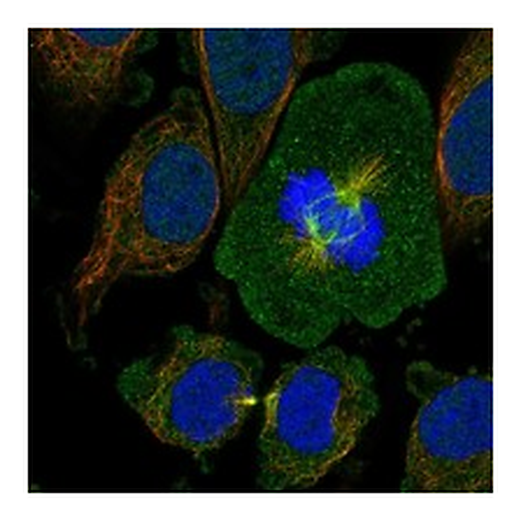 Atlas Antibodies Anti-OTUD7B Antibody