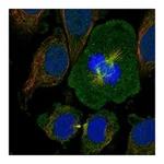 Atlas Antibodies Anti-OTUD7B Antibody