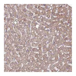 Atlas Antibodies Anti-OTULIN Antibody