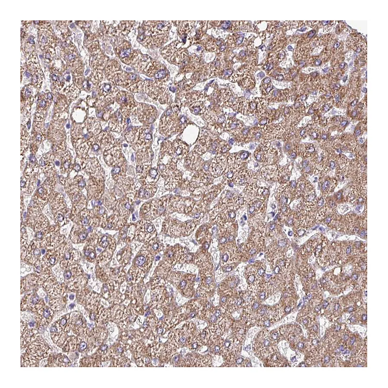 Atlas Antibodies Anti-OTULIN Antibody