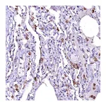 Atlas Antibodies Anti-OVCH1 Antibody