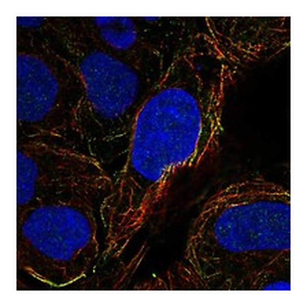 Atlas Antibodies Anti-OVGP1 Antibody
