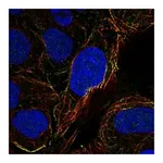 Atlas Antibodies Anti-OVGP1 Antibody