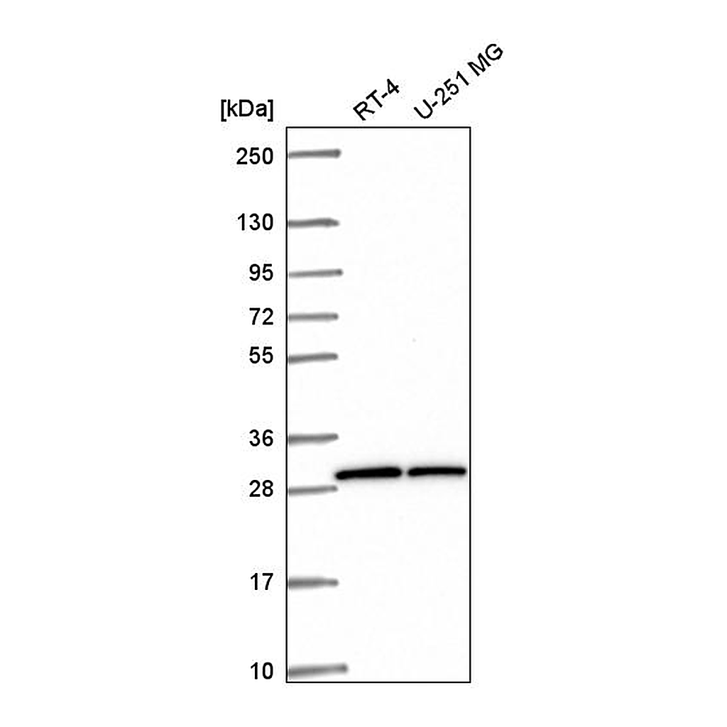 Atlas Antibodies Anti-OVCA2 Antibody