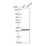 Atlas Antibodies Anti-OVCA2 Antibody