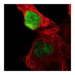 Atlas Antibodies Anti-OVOL1 Antibody