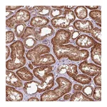 Atlas Antibodies Anti-OXER1 Antibody