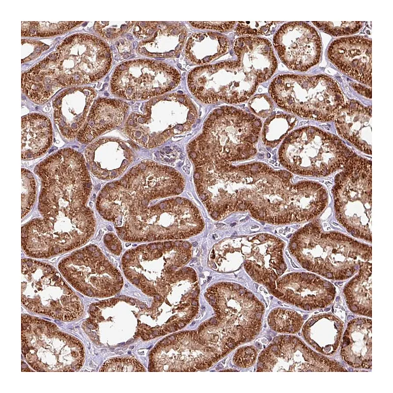 Atlas Antibodies Anti-OXER1 Antibody