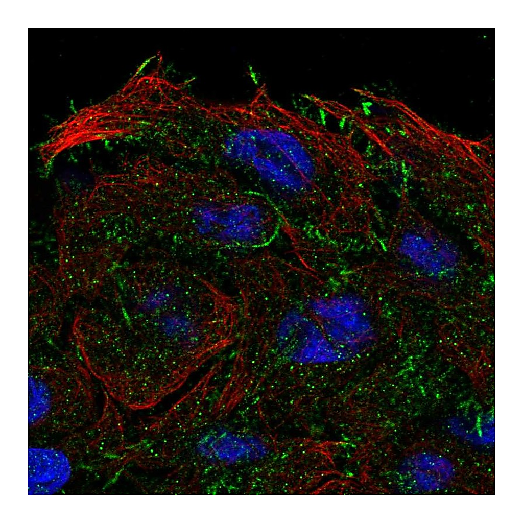Atlas Antibodies Anti-OXGR1 Antibody