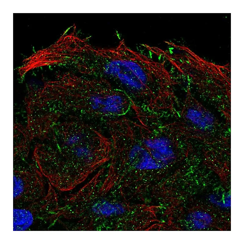 Atlas Antibodies Anti-OXGR1 Antibody