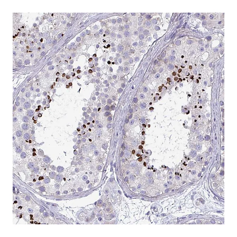Atlas Antibodies Anti-OXLD1 Antibody