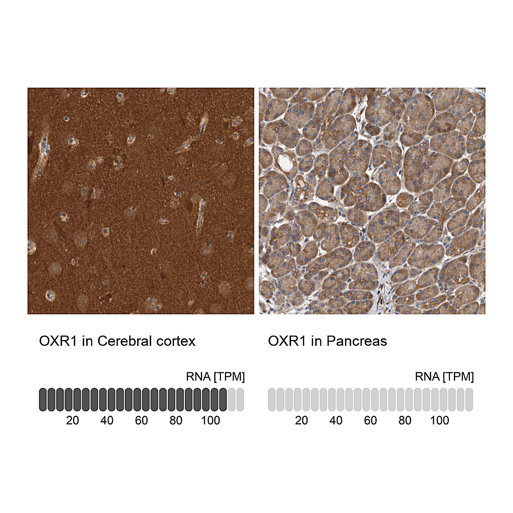 Atlas Antibodies Anti-OXR1 Antibody