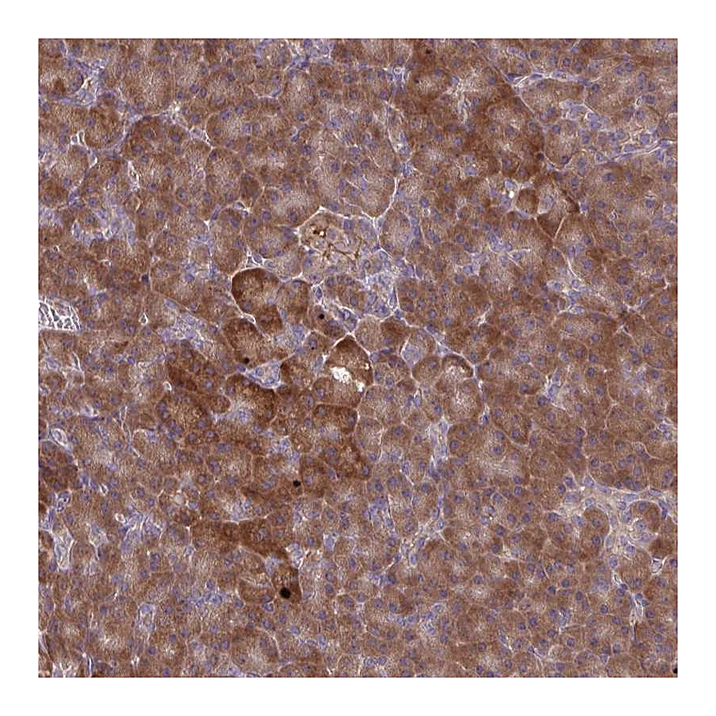Atlas Antibodies Anti-OXNAD1 Antibody