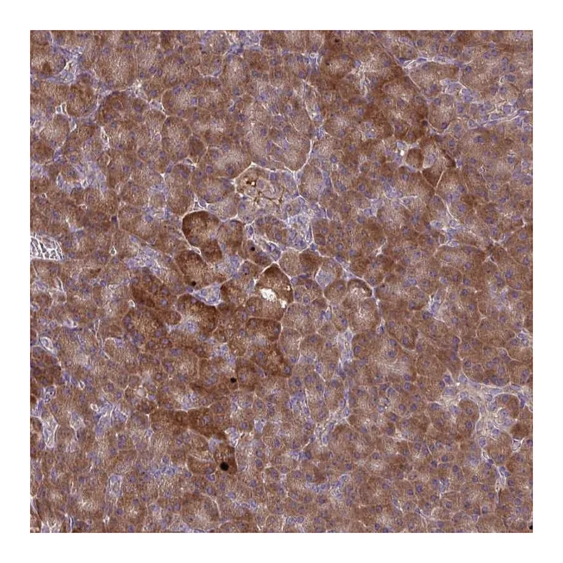 Atlas Antibodies Anti-OXNAD1 Antibody