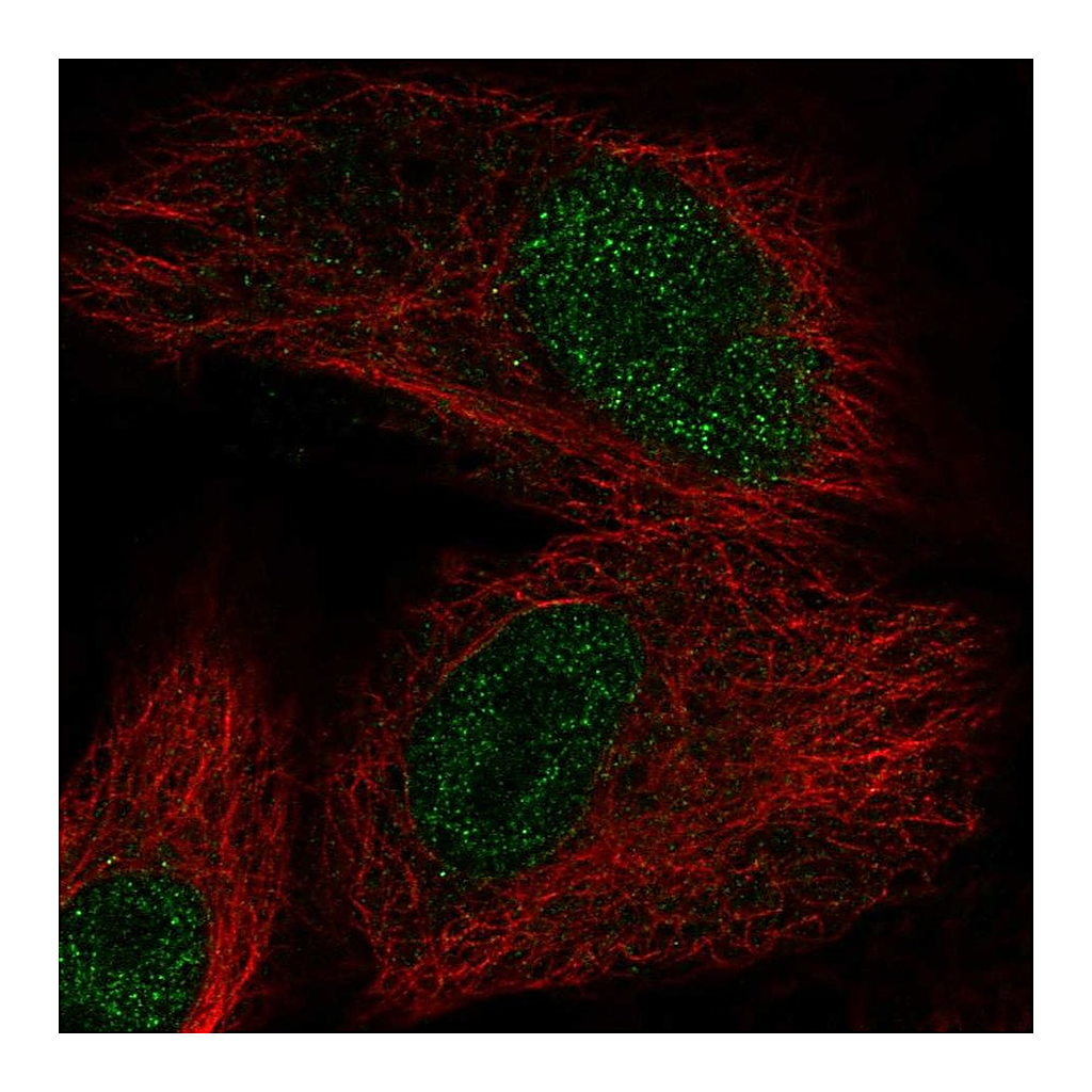 Atlas Antibodies Anti-OXNAD1 Antibody