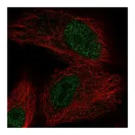 Atlas Antibodies Anti-OXNAD1 Antibody
