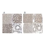 Atlas Antibodies Anti-OXSM Antibody