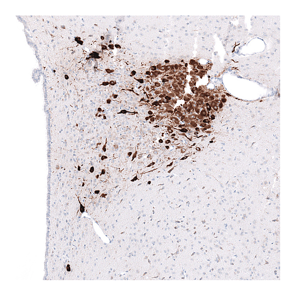 Atlas Antibodies Anti-OXT Antibody