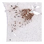 Atlas Antibodies Anti-OXT Antibody