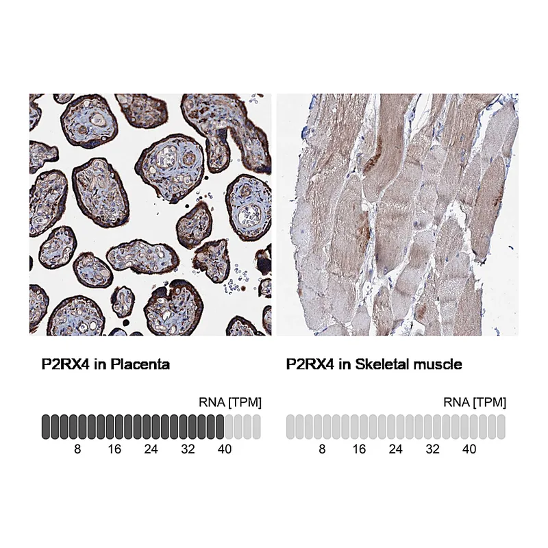 Atlas Antibodies Anti-P2RX4 Antibody