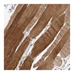 Atlas Antibodies Anti-P2RX6 Antibody