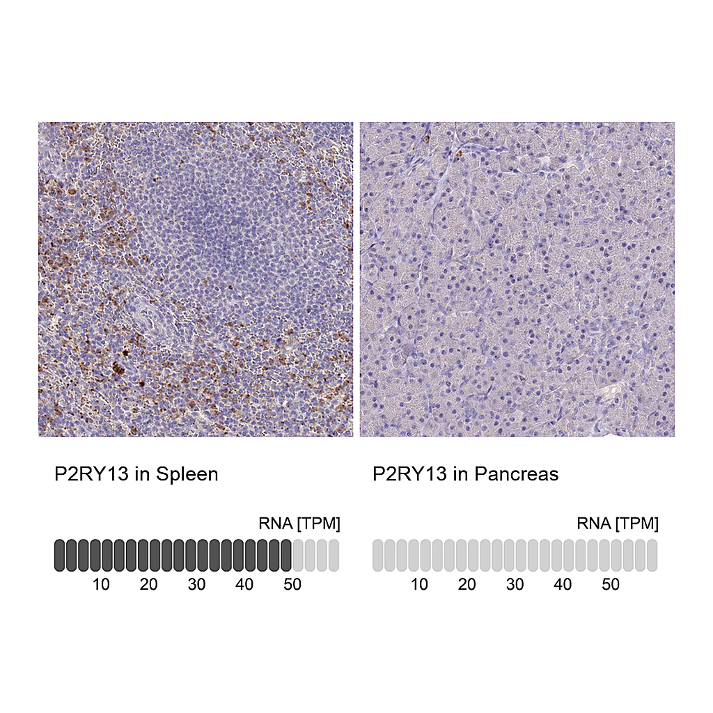 Atlas Antibodies Anti-P2RY13 Antibody