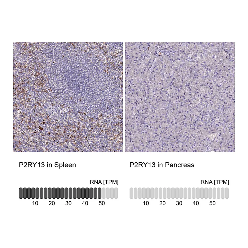 Atlas Antibodies Anti-P2RY13 Antibody
